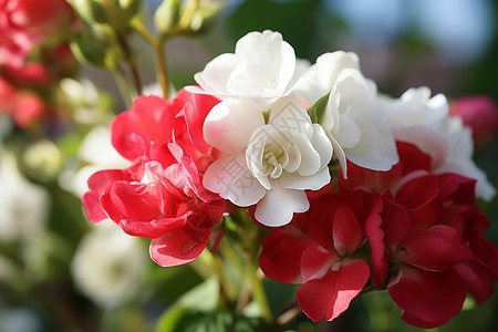 红白花朵花园红白杆高清图片