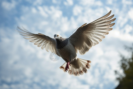 自由飞翔的鸟背景图片