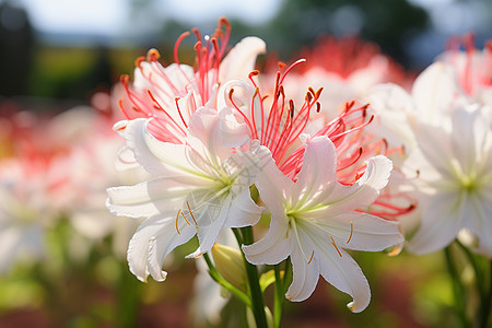 白红色花丛背景图片