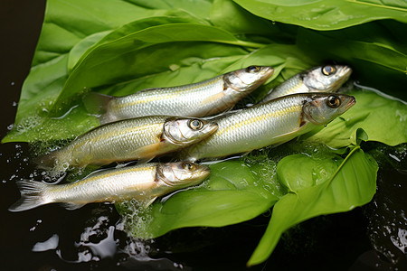 绿叶上的鱼群背景图片
