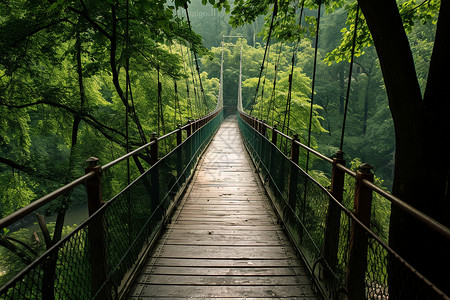 吊索森林里的悬索桥背景