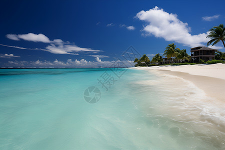 翡翠蓝天下的椰林背景图片