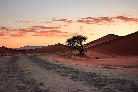 沙漠中孤寂的大树背景图片