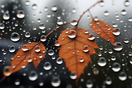 玻璃上的雨滴玻璃上的树叶和水珠背景