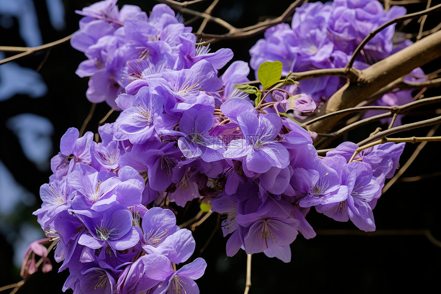 树枝上绽放的美丽花朵图片