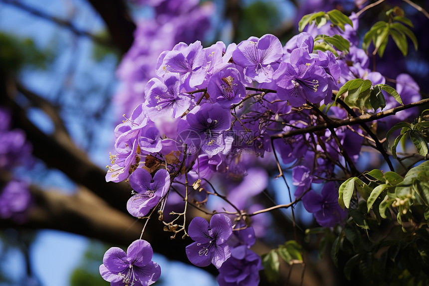 户外美丽的紫色花朵图片