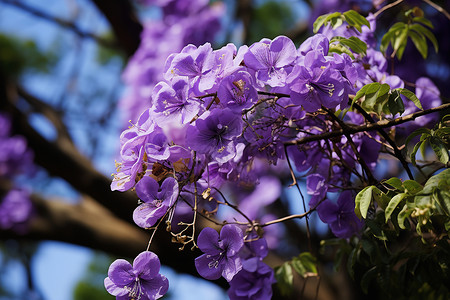 户外美丽的紫色花朵背景图片