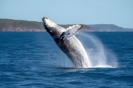 化身孤岛的鲸跳跃的座头鲸背景