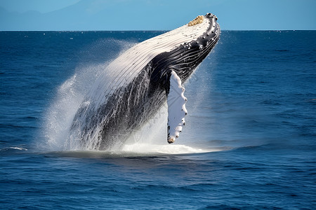 座霸巨大的座头鲸背景