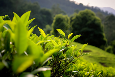 绿色茶园背景图片