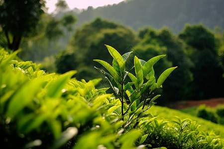 茶园的植物背景图片