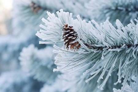 冬天的松树冰冻的树枝高清图片