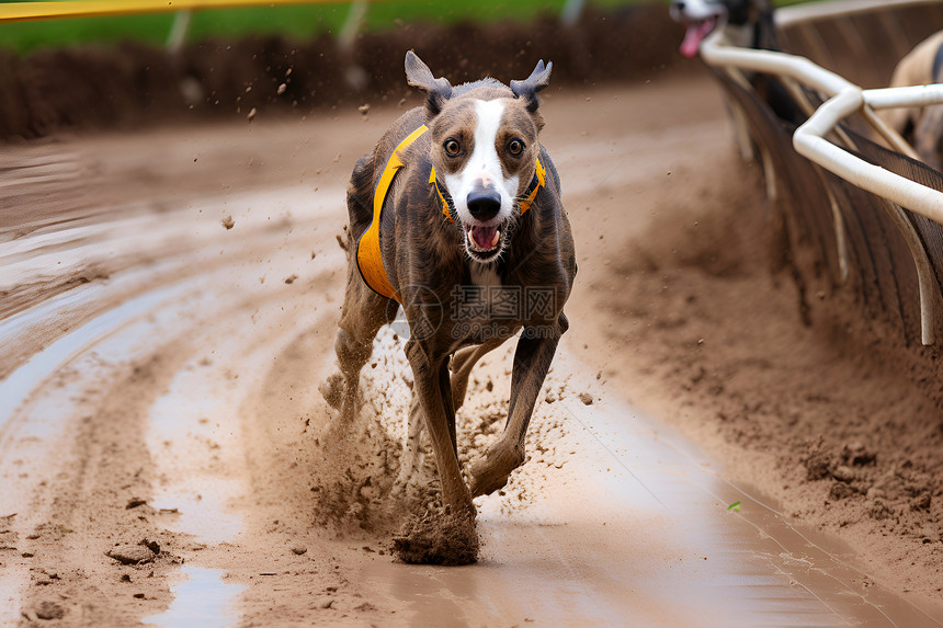 泥泞赛道上的狗图片