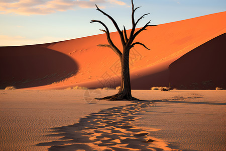 沙漠里一颗孤独的树背景图片