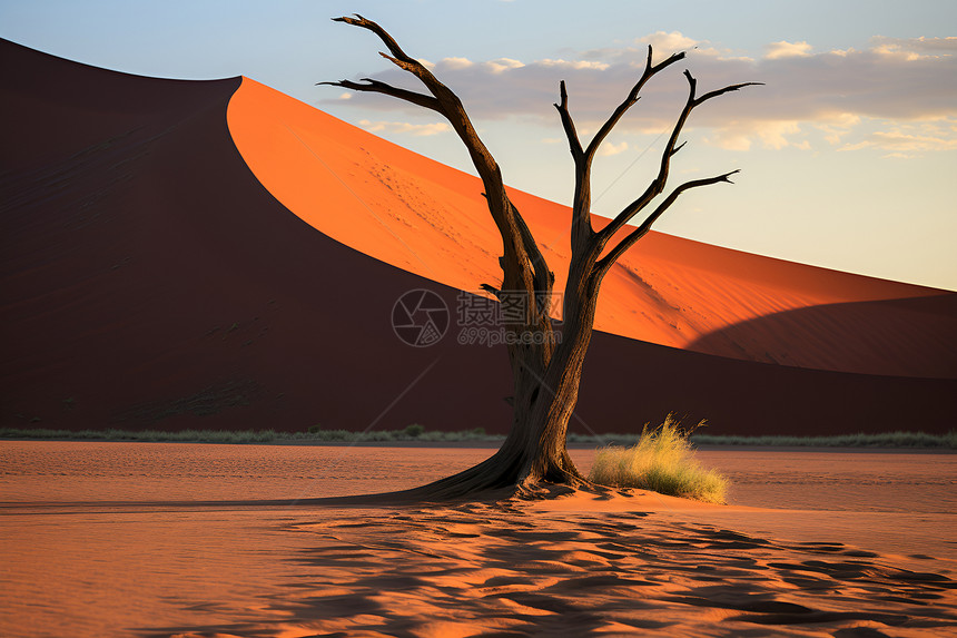 沙漠里的树图片