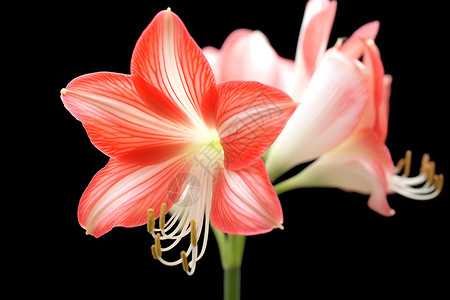 白红色的两朵花背景图片