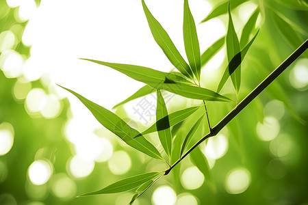 竹子竹叶边框翠绿的竹子背景