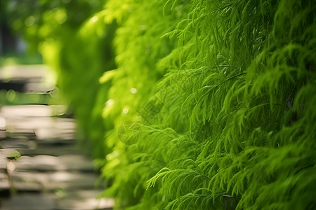 郁郁葱葱的绿色草墙背景图片