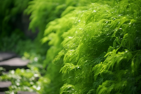 绿叶草丛青青的草丛背景