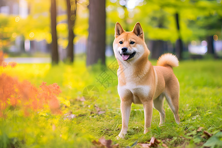 小狗在草地上伸出舌头背景图片