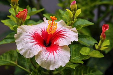 红色木槿花白红色花朵背景