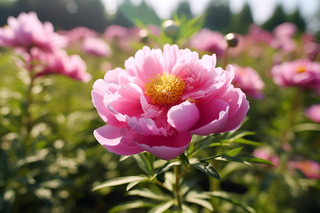 牡丹花蕊茶绽放的粉色花朵背景