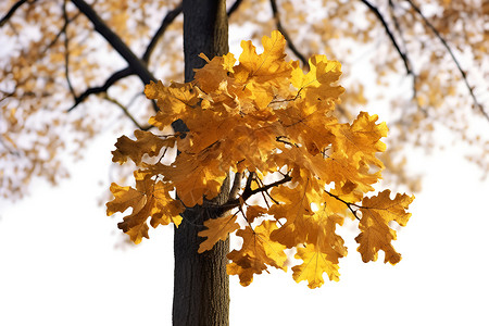 秋日下的一棵树背景图片