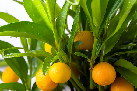 硕果累累的柑橘种植果园背景图片