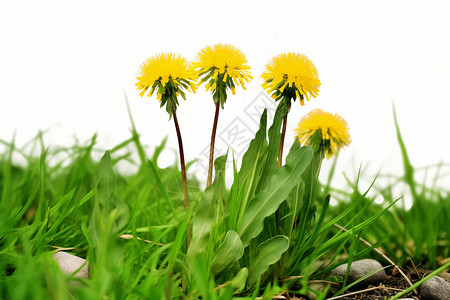 黄花与草地背景图片