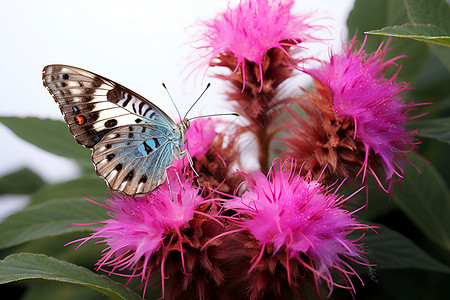 蝴蝶趴在花朵上背景图片