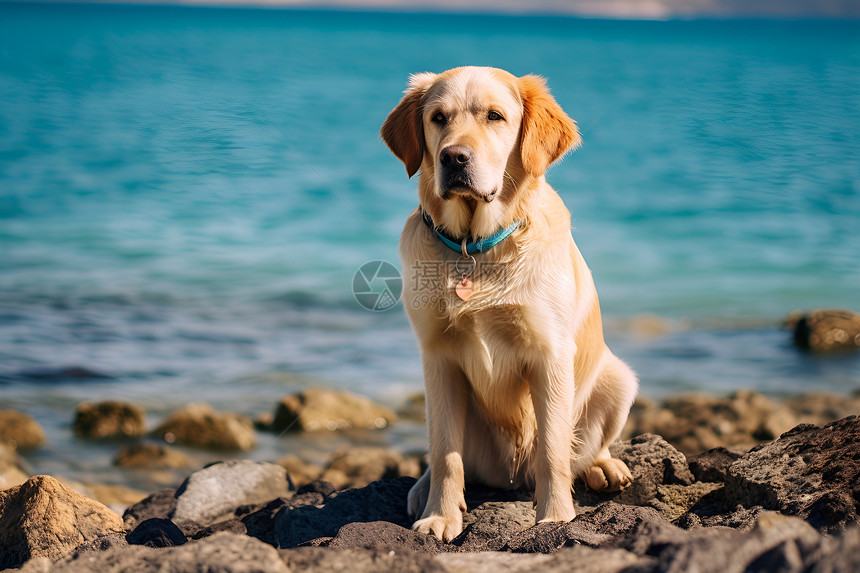 一只狗坐在水边图片