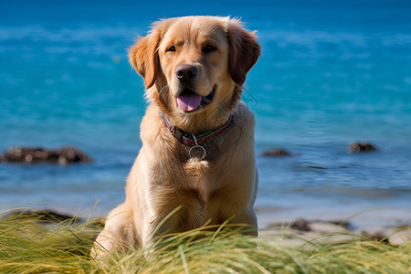 小狗海滩上坐着高清图片