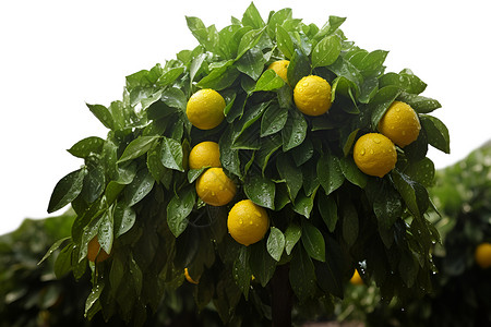 柠檬叶子素材柠檬树上的果实背景