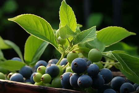 乡村农业种植的蓝莓果园高清图片
