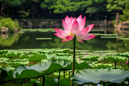 池塘的荷花背景图片