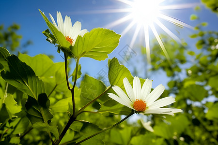 阳光下的花朵背景图片