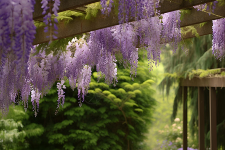 紫藤花木棚下的花园景观高清图片
