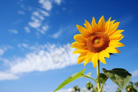鲜艳的向日葵背景图片