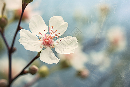 清新花季花季背景高清图片