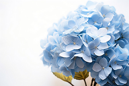 蓝色的绣球花背景图片