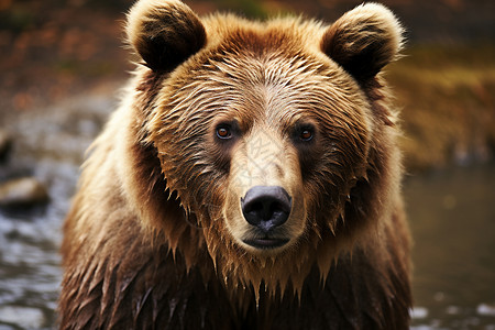 丛林中的熊背景图片