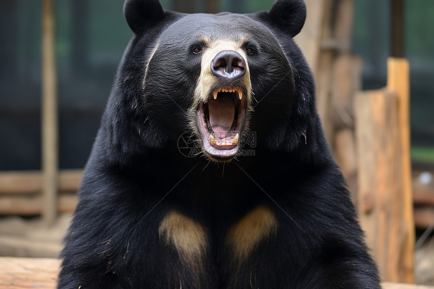 动物园的黑熊图片