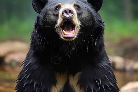 野生的黑熊背景图片