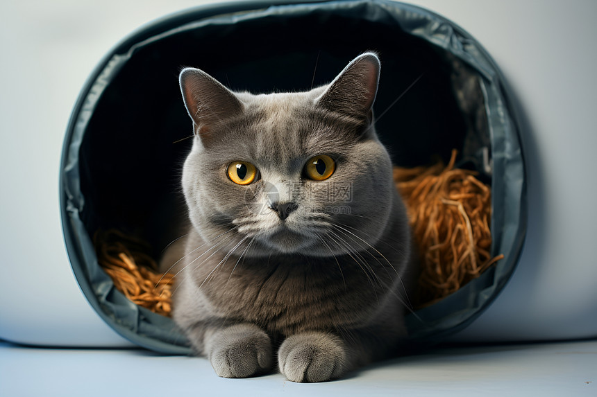 猫窝内的灰色猫咪图片