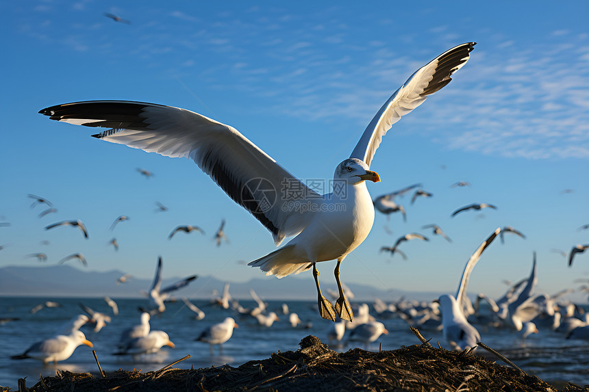 海边自由翱翔的海鸥图片