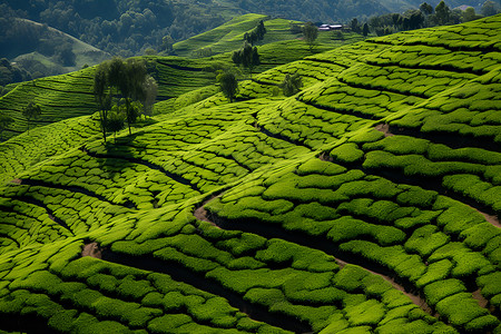 青翠欲滴的茶山背景