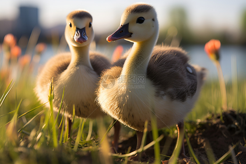 两只鸭子站在水边的草地上图片