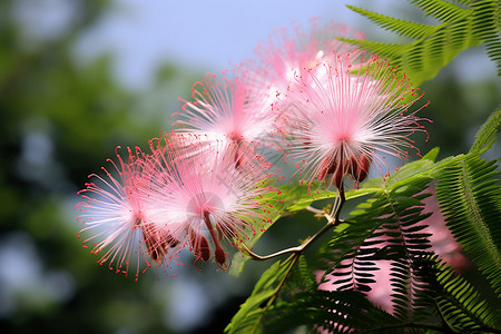 粉色毛绒绒的合欢花树枝上的花朵背景