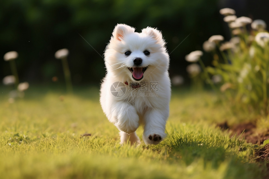 草坪上奔跑的小狗图片
