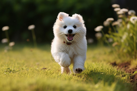 宠物草坪草坪上奔跑的小狗背景
